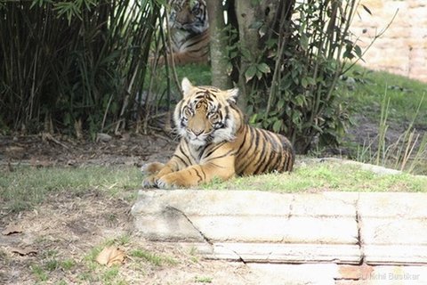 A tiger resting on a grassy ledge facing the camera with another tiger behind a tree.