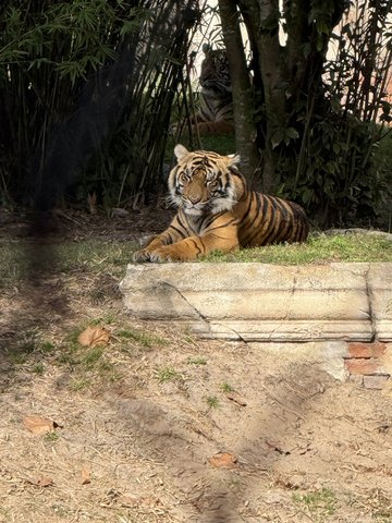 A tiger lying peacefully on a grassy ledge with bamboo and another tiger partially visible behind.