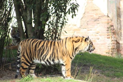 A standing tiger in profile on grass with another tiger lying in bushes behind it.