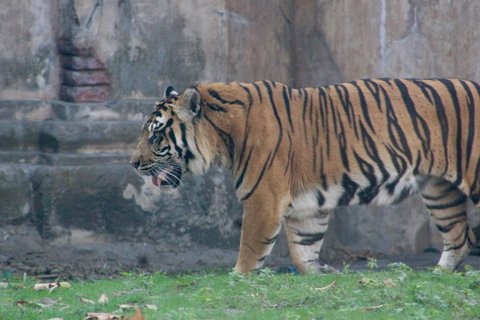 A tiger walking in side profile across green grass with a grey stone wall behind it.
