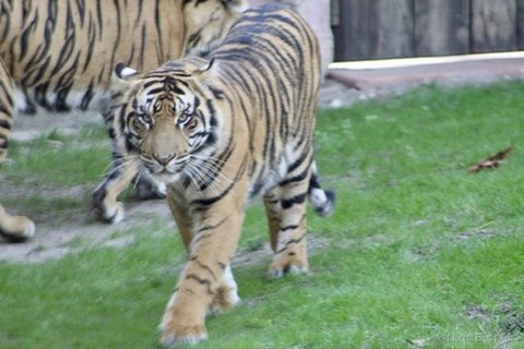 A striped tiger walking forward on grass looking at the camera with a second tiger partially visible behind.
