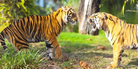 Two orange and black striped tigers facing each other in profile, one snarling aggressively.