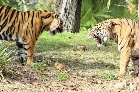 Two tigers in a standoff with mouths open showing teeth in a leafy outdoor enclosure.
