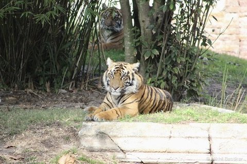 A tiger lying on grass in the foreground with a second tiger visible through bamboo in the background.