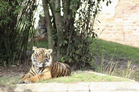 A tiger lying on a stone platform with a second tiger partially visible in bamboo and foliage behind.