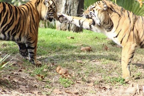 Two tigers facing each other as one extends a front paw to touch the other's face.