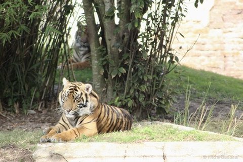 A tiger lying on a grassy stone ledge with a second tiger visible behind foliage and a tree.