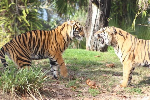 Two tigers facing each other with open mouths in a snarl on a grassy field near a tree trunk.