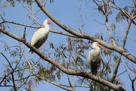 Two white ibises with orange beaks and legs perched on the branches of a leafless tree.
