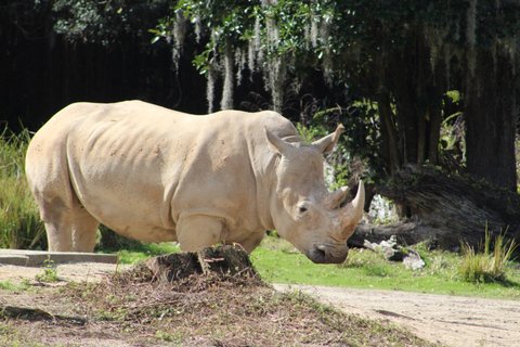 A white rhinoceros in side profile standing on grass with moss-draped trees in the background.
