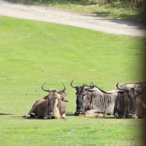 Three wildebeests resting on green grass in a field with a dirt path in the background.